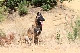 MALINOIS 203